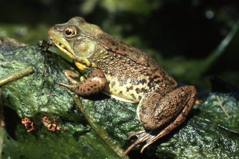 Green frog (Lithobates clamitans). Credit: Jack Ray